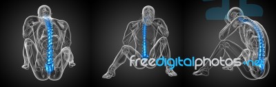 3d Rendering Medical Illustration Of The Human Spine Stock Image