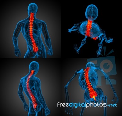 3d Rendering Medical Illustration Of The Human Spine Stock Image