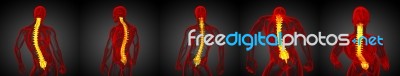 3d Rendering Medical Illustration Of The Human Spine Stock Image