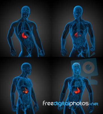 3d Rendering Medical Illustration Of The Human Stomach Stock Image