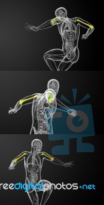 3d Rendering Medical Illustration Of The Humerus Bone Stock Image