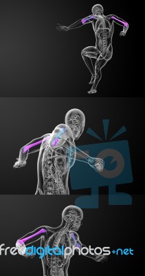 3d Rendering Medical Illustration Of The Humerus Bone Stock Image