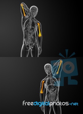 3d Rendering Medical Illustration Of The Humerus Bone Stock Image