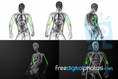 3d Rendering Medical Illustration Of The Humerus Bone Stock Image