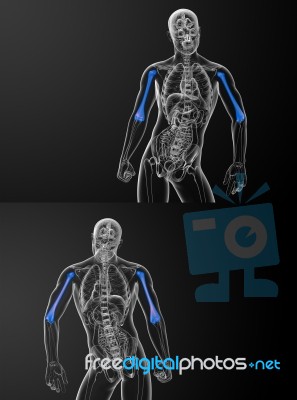 3d Rendering Medical Illustration Of The Humerus Bone Stock Image