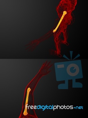 3d Rendering Medical Illustration Of The Humerus Bone Stock Image