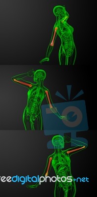 3d Rendering Medical Illustration Of The Humerus Bone Stock Image