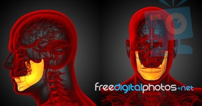 3d Rendering Medical Illustration Of The Jaw Bone Stock Image