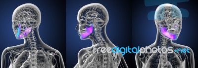 3d Rendering Medical Illustration Of The Jaw Bone Stock Image