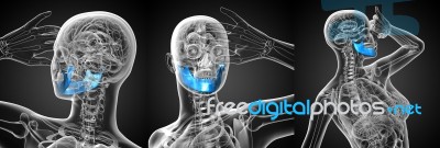 3d Rendering Medical Illustration Of The Jaw Bone Stock Image