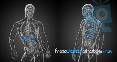 3d Rendering Medical Illustration Of The Kidneys Stock Image