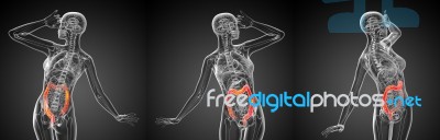 3d Rendering Medical Illustration Of The Large Intestine Stock Image