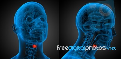 3d Rendering Medical Illustration Of The  Larynx Stock Image