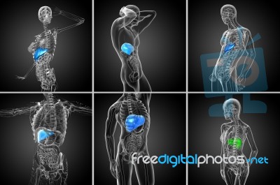 3d Rendering Medical Illustration Of The Liver Stock Image