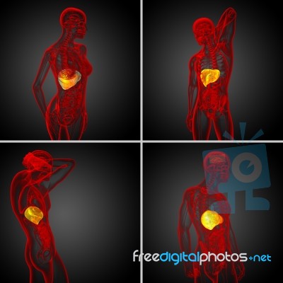 3d Rendering Medical Illustration Of The Liver Stock Image