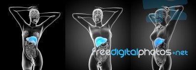 3d Rendering Medical Illustration Of The Liver Stock Image