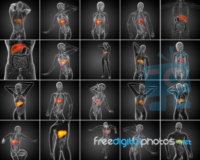 3d Rendering  Medical Illustration Of The Liver Stock Image