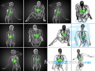 3d Rendering Medical Illustration Of The Liver Stock Image