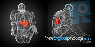 3d Rendering Medical Illustration Of The Liver Stock Image