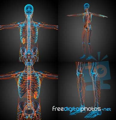 3d Rendering Medical Illustration Of The Lymphatic System Stock Image