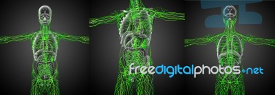 3d Rendering Medical Illustration Of The Lymphatic System Stock Image