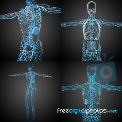 3d Rendering Medical Illustration Of The Lymphatic System Stock Image