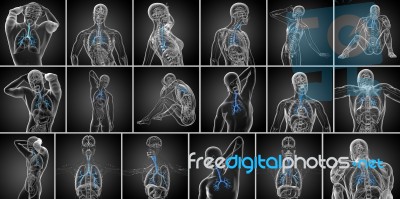 3d Rendering  Medical Illustration Of The Male Bronchi Stock Image