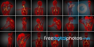 3d Rendering Medical Illustration Of The Male Bronchi Stock Image