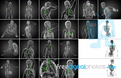 3d Rendering  Medical Illustration Of The Male Bronchi Stock Image