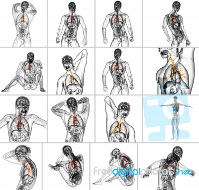 3d Rendering Medical Illustration Of The Male Bronchi Stock Image