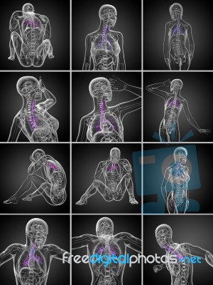 3d Rendering  Medical Illustration Of The Male Bronchi Stock Image