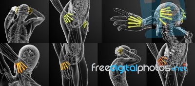 3d Rendering Medical Illustration Of The Metacarpal Bone Stock Image