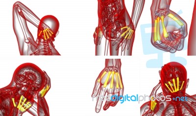 3d Rendering Medical Illustration Of The Metacarpal Bone Stock Image