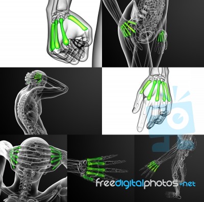 3d Rendering Medical Illustration Of The Metacarpal Bone Stock Image