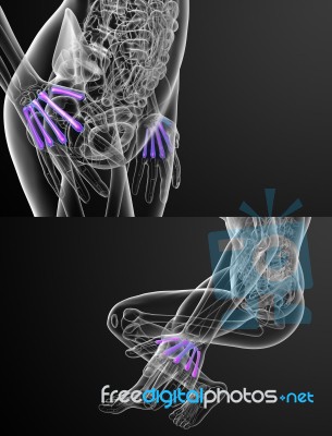 3d Rendering Medical Illustration Of The Metacarpal Bone Stock Image