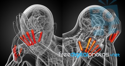 3d Rendering Medical Illustration Of The Metacarpal Bone Stock Image