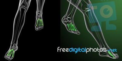 3d Rendering Medical Illustration Of The Metatarsal Bones Stock Image