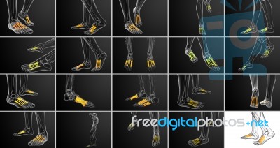 3d Rendering Medical Illustration Of The Metatarsal Bones Stock Image