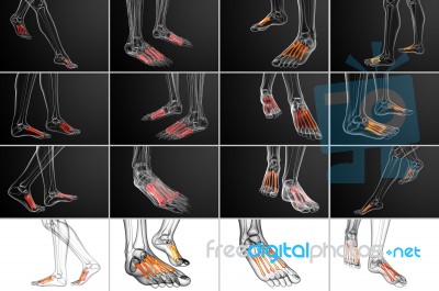 3d Rendering Medical Illustration Of The Metatarsal Bones Stock Image