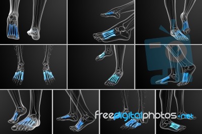 3d Rendering Medical Illustration Of The Metatarsal Bones Stock Image