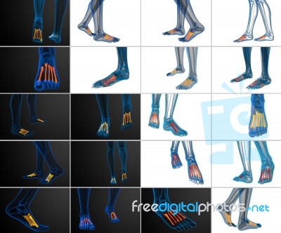 3d Rendering Medical Illustration Of The Metatarsal Bones Stock Image