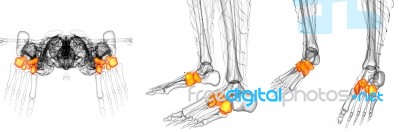 3d Rendering Medical Illustration Of The Midfoot Bone Stock Image