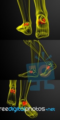 3d Rendering Medical Illustration Of The Midfoot Bone Stock Image