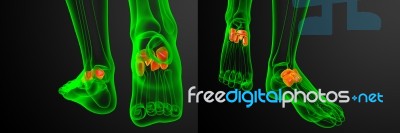 3d Rendering Medical Illustration Of The Midfoot Bone Stock Image