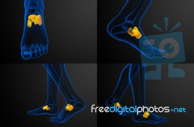 3d Rendering Medical Illustration Of The Midfoot Bone Stock Image