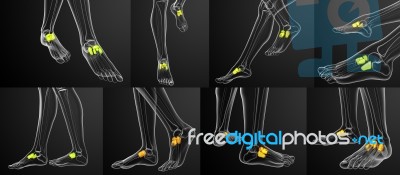 3d Rendering Medical Illustration Of The Midfoot Bone Stock Image