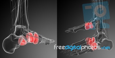 3d Rendering Medical Illustration Of The Midfoot Bone Stock Image