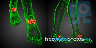 3d Rendering Medical Illustration Of The Midfoot Bone Stock Image