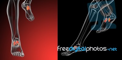 3d Rendering Medical Illustration Of The Midfoot Bone Stock Image