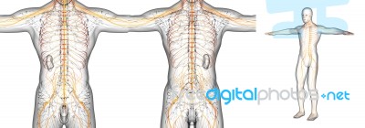 3d Rendering Medical Illustration Of The Nerve System Stock Image